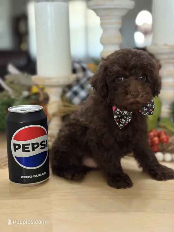Snickers  – Poodle - Miniature  puppy for sale in Exeter, MO