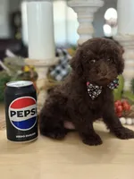Snickers , a male Poodle - Miniature  for sale in Exeter, MO – 1 of 10