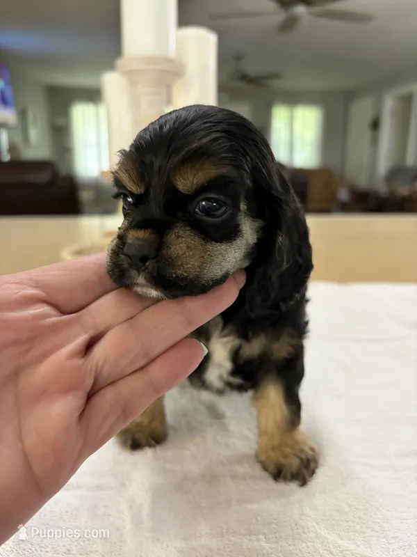 AKC Angles # 4781 – Cocker Spaniel puppy for sale in Exeter, MO