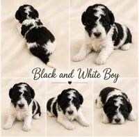 Black white male #1, a male Poodle - Miniature  for sale in Exeter, MO – 2 of 2