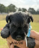 Mercy’s girl #2 AKC, a female Miniature Schnauzer for sale in Exeter, MO – 4 of 10