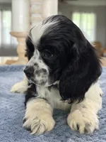 AKC PARTI  Boy❗️❗️ #4842❗️❗️, a male Cocker Spaniel for sale in Exeter, MO – 4 of 10