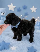 Silvys boy , a male Poodle - Miniature  for sale in Exeter, MO – 5 of 10
