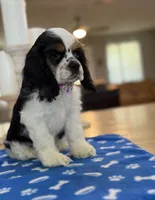 AKC TRI # 4845, a female Cocker Spaniel for sale in Exeter, MO – 2 of 7