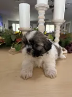 Champ, a male Shih Tzu for sale in Exeter, MO – 2 of 9