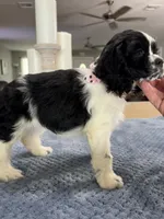 AKC #4841 Female, a female Cocker Spaniel for sale in Exeter, MO – 6 of 10