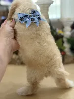 Kandys girl #4674, a female Poodle - Miniature  for sale in Exeter, MO – 7 of 10