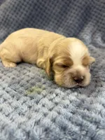 AKC Paige Red Roan #9403, a female Cocker Spaniel for sale in Exeter, MO – 5 of 10