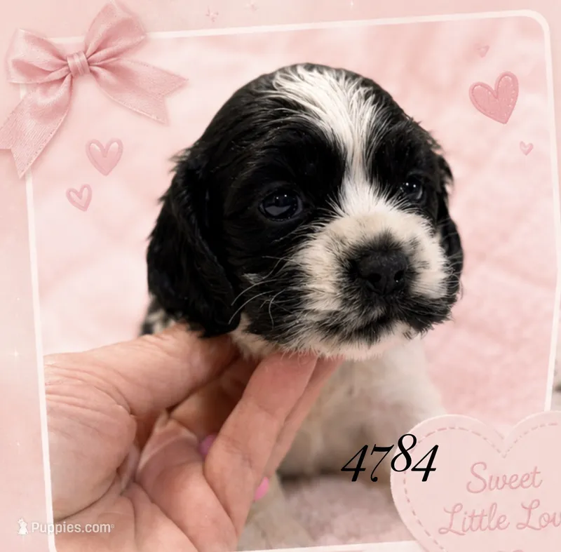 AKC PARTI # 4784 – Cocker Spaniel puppy for sale in Exeter, MO