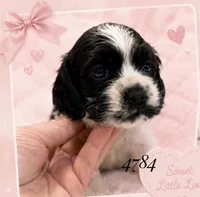 AKC PARTI # 4784, a female Cocker Spaniel for sale in Exeter, MO – 1 of 5