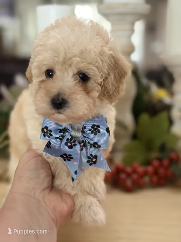 Kandys girl #4674 – Poodle - Miniature  puppy on hold in Exeter, MO