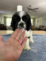 AKC #4841 Female, a female Cocker Spaniel for sale in Exeter, MO – 9 of 10
