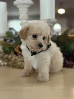 Kandys cream boy # 4672, a male Poodle - Miniature  for sale in Exeter, MO – 8 of 9