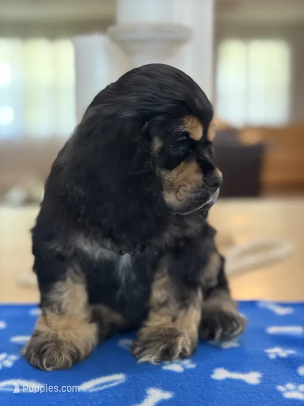 AKC BLACK AND TAN# 4843 – Cocker Spaniel puppy on hold in Exeter, MO