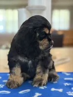 AKC BLACK AND TAN# 4843, a female Cocker Spaniel for sale in Exeter, MO – 1 of 9