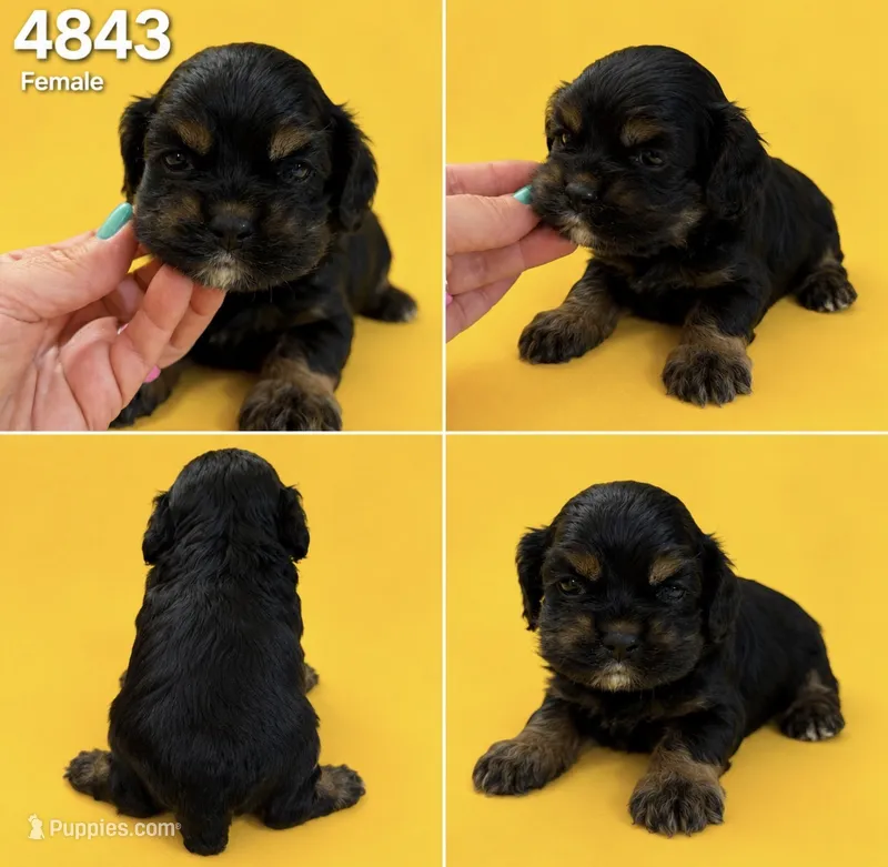 AKC BLACK AND TAN# 4843 – Cocker Spaniel puppy for sale in Exeter, MO