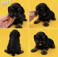 AKC BLACK AND TAN# 4843, a female Cocker Spaniel for sale in Exeter, MO – 1 of 6