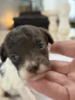 Kandys chocolate and white male, a male Poodle - Miniature  for sale in Exeter, MO – 2 of 8
