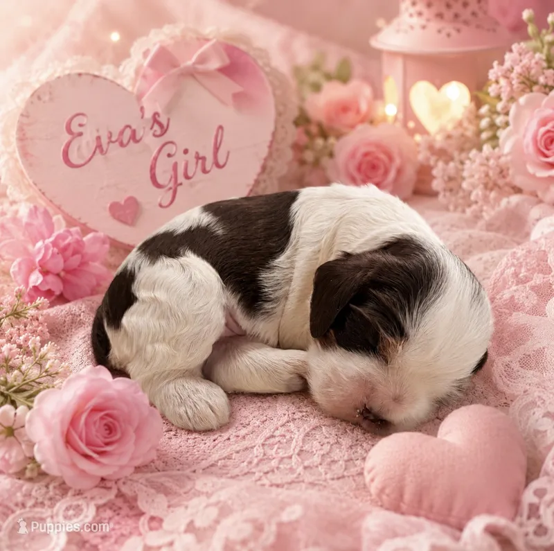 AKC Eva’s girl#2 – Cocker Spaniel puppy for sale in Exeter, MO