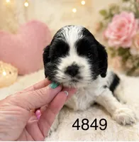 AKC PARTI # 4849, a female Cocker Spaniel for sale in Exeter, MO – 2 of 4