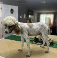 Tilly, a female Poodle - Miniature  for sale in Exeter, MO – 3 of 4