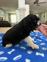 AKC parti Boy ❗️❗️# 4844❗️, a male Cocker Spaniel for sale in Exeter, MO – 4 of 10