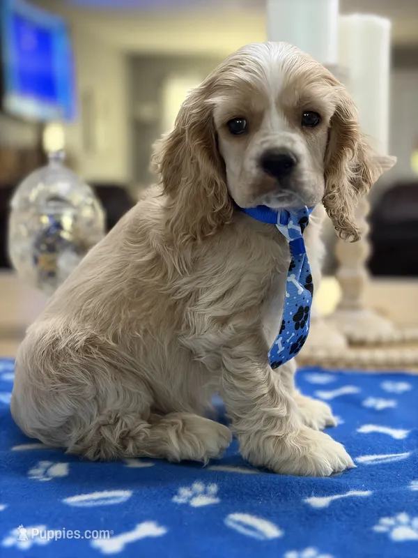 AKC Prince # 9402 Buff – Cocker Spaniel puppy for sale in Exeter, MO