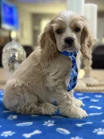AKC Prince # 9402 Buff, a male Cocker Spaniel for sale in Exeter, MO – 1 of 10