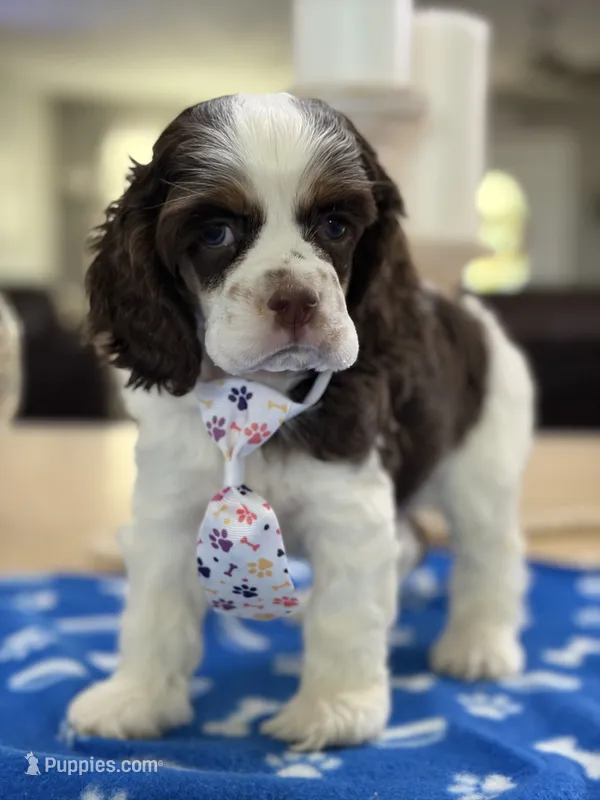 AKC Eva’s Boy – Cocker Spaniel puppy for sale in Exeter, MO