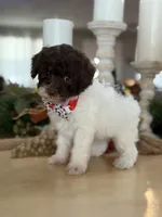 Kandys chocolate and white male, a male Poodle - Miniature  for sale in Exeter, MO – 2 of 10