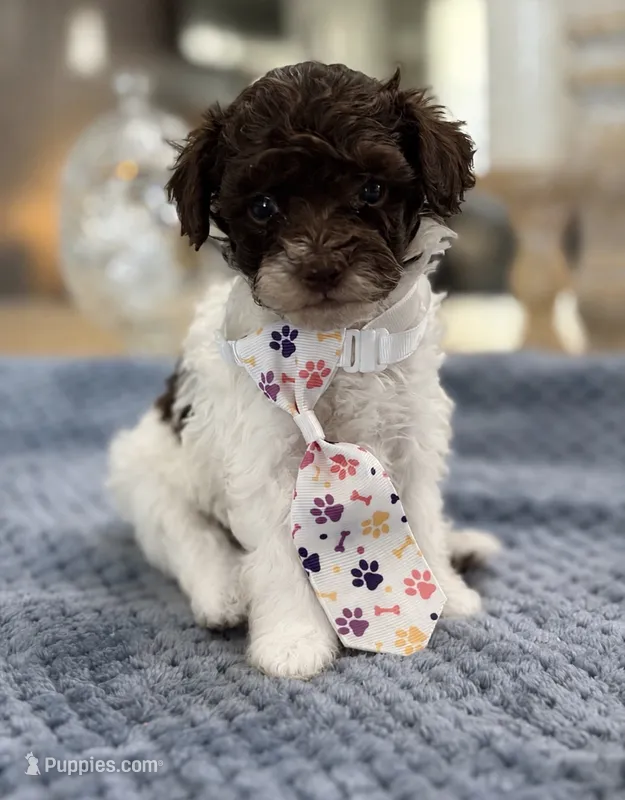 Kandys chocolate and white male – Poodle - Miniature  puppy for sale in Exeter, MO