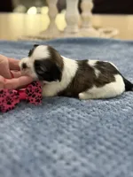 Lola’s Girl #1 - 4677 🎀🎀🎀, a female Shih Tzu for sale in Exeter, MO – 10 of 10