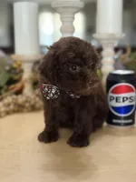Snickers , a male Poodle - Miniature  for sale in Exeter, MO – 6 of 10