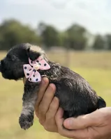 Mercy’s girl #1. AKC, a female Miniature Schnauzer for sale in Exeter, MO – 5 of 10