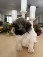 Champ, a male Shih Tzu for sale in Exeter, MO – 9 of 9