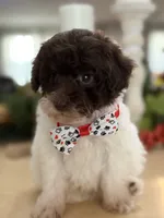 Kandys chocolate and white male, a male Poodle - Miniature  for sale in Exeter, MO – 4 of 10
