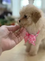 Kandys girl # 4671, a female Poodle - Miniature  for sale in Exeter, MO – 4 of 10