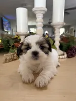 Chuck, a male Shih Tzu for sale in Exeter, MO – 2 of 10