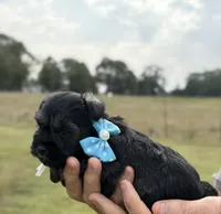 Mercy’s girl #2 AKC, a female Miniature Schnauzer for sale in Exeter, MO – 2 of 10
