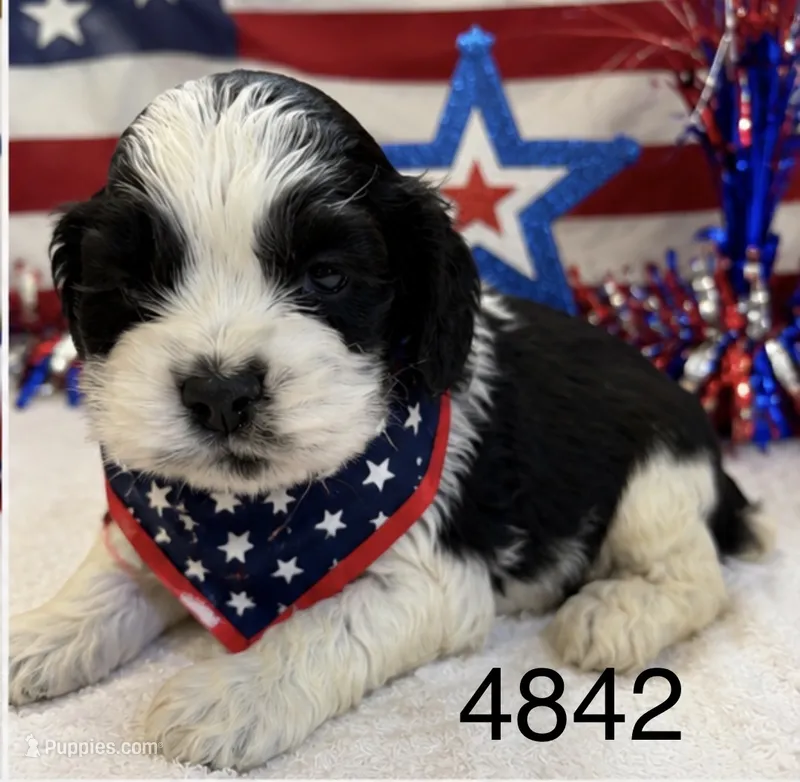 AKC PARTI #4842 – Cocker Spaniel puppy for sale in Exeter, MO