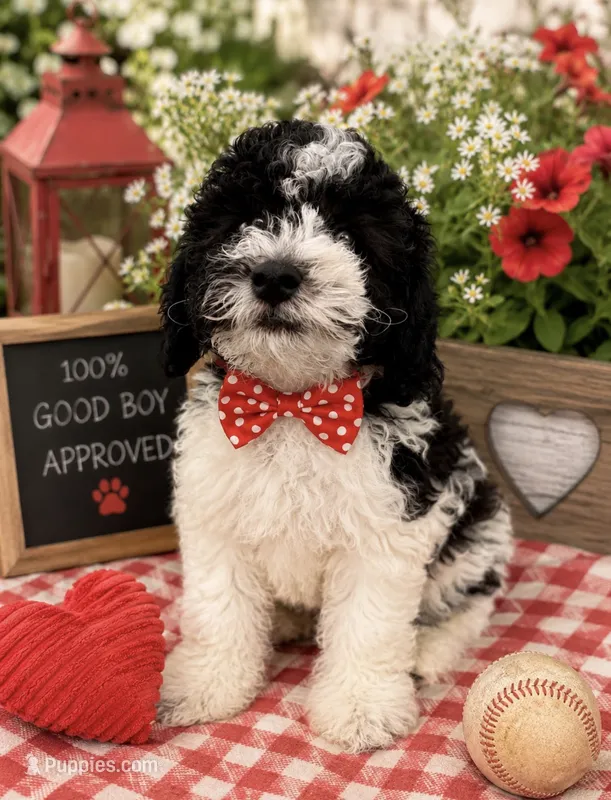 Black white male #1 – Poodle - Miniature  puppy for sale in Exeter, MO