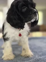 AKC. #4840 Boy, a male Cocker Spaniel for sale in Exeter, MO – 2 of 10