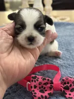 Lola’s Girl #1 - 4677 🎀🎀🎀, a female Shih Tzu for sale in Exeter, MO – 3 of 10