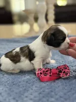 Lola’s Girl #1 - 4677 🎀🎀🎀, a female Shih Tzu for sale in Exeter, MO – 1 of 10