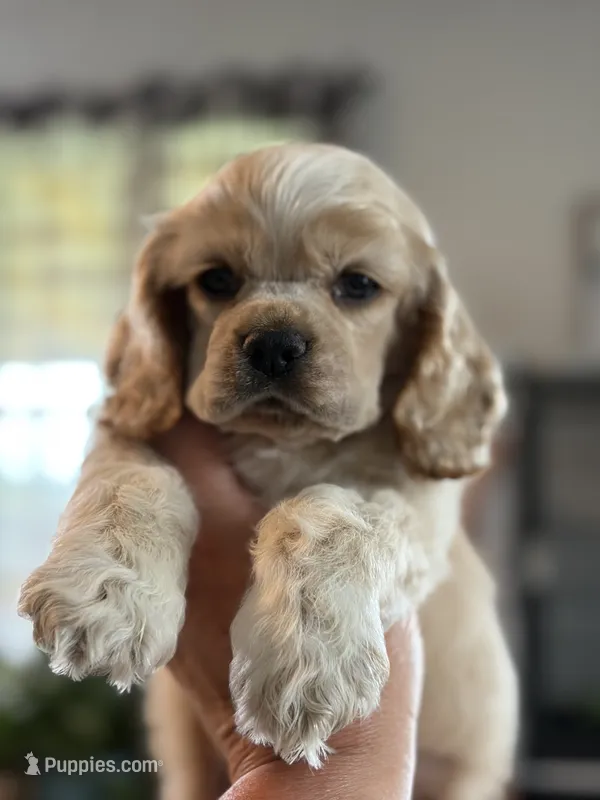 AKC Paul # 9400 Red Roan – Cocker Spaniel puppy on hold in Exeter, MO
