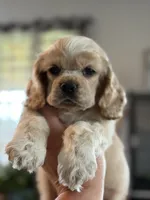 AKC Paul # 9400 Neutered❗️ , a male Cocker Spaniel for sale in Exeter, MO – 7 of 10