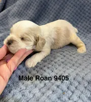 AKC Parker # 9405 Red Roan, a male Cocker Spaniel for sale in Exeter, MO – 5 of 10