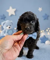 Silvys boy , a male Poodle - Miniature  for sale in Exeter, MO – 2 of 10