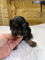 AKC BLACK AND TAN# 4843, a female Cocker Spaniel for sale in Exeter, MO – 5 of 6