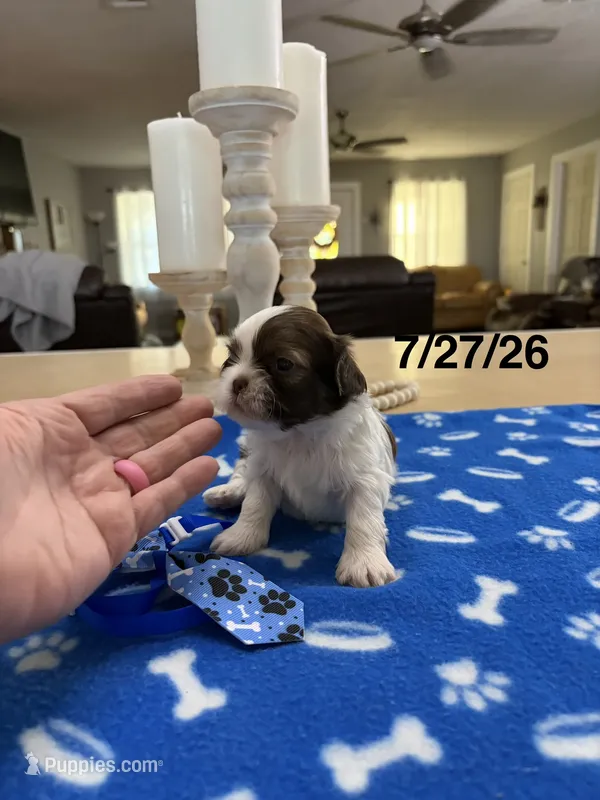 Lola’s boy #1.  4679 🧢 – Shih Tzu puppy for sale in Exeter, MO